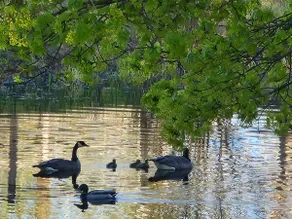 Cabin on Spring Creek Pond - Image 3