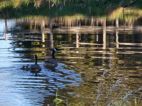Cabin on Spring Creek Pond - Image 4