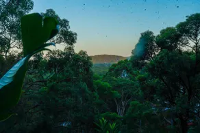 Jujo | Treetop Retreat - Image 4