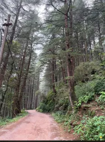 White Hackle|Chef|Pine Views- Near McLeodganj - Image 5