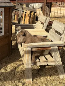 Comfy horse sanctuary guesthouse - Image 2