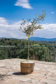 The Olive Yard Retreat, mountain and sea view! - Image 4