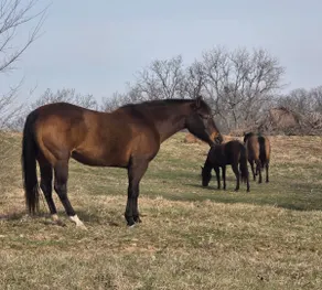 Horse Farm House - Image 5