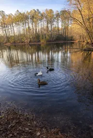 Cabin + Fire Pit + Stocked Catch Release Pond - Image 4