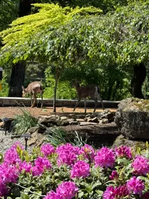 Columbia River Retreat with Dock, Fire Pit & Games - Image 3