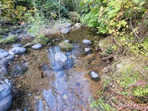 Forest House - Image 2
