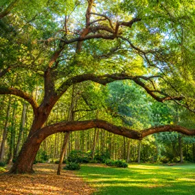 Green Haven - Image 3