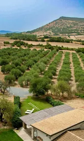 The Olive Grove - Image 2