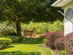 Mountain Luxury Retreat - Image 2