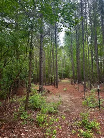 Pineywoods retreat 3B 2B 10 minutes from Palestine - Image 3
