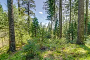 Hike, Bike & Swim! Wooded Retreat in Nevada City - Image 4