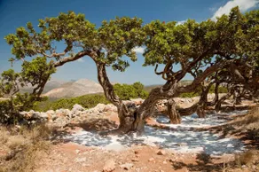 Nefeli Sea View Stay - Mastiha Grove Suite Chios - Image 3