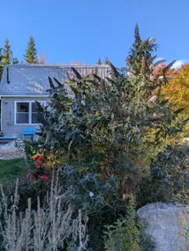 Rose Harbour - Image 2
