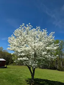 Peaceful Home Near The Blue Ridge Mountains - Image 3