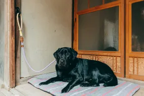 Kominka Stay Nara Daouda | Dogs and Sauna - Image 5
