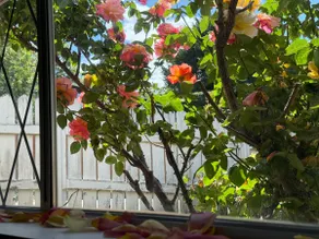Rosegate Guest House: 3BR Victoria Garden Getaway - Image 5