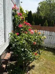 Rosegate Guest House: 3BR Victoria Garden Getaway - Image 2
