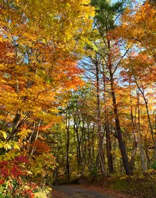 Entire cottage｜Forest by Lake Nojiri, awash in autumn colors｜Max 6 guests + 3 dogs｜Base for hot springs, sauna, and hiking - Image 2