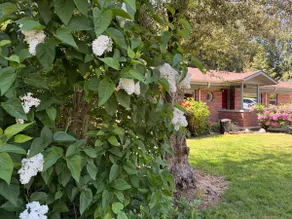 Spacious 3BR • Free Parking • Near UW & Downtown - Image 3