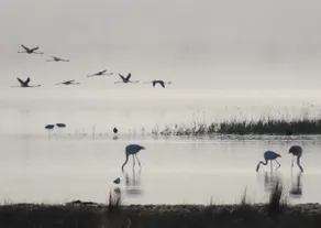 Paradise House for Birdwatchers. A thousand birds in the lagoon - Image 2
