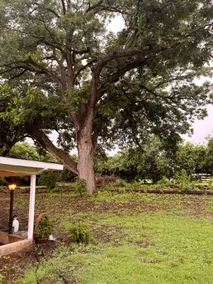 Shady Pecan Farmside - Image 2