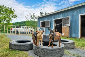 Boutique Farm Stay | 30 Acres & Baby Goats - Image 5
