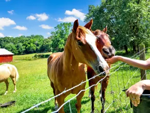 Country Living~ Horses & Wildlife (WC0058) - Image 2