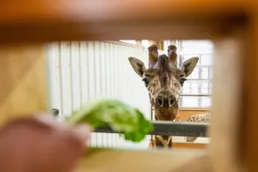 The Giraffe Suite at Barkheimer Barns - Image 4