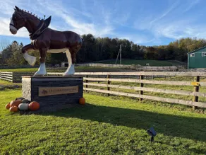 Horse Farm Stay Cabin: See the Foals, Take a Tour! - Image 4