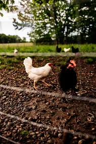 Farm Stay+Eclectic Vintage +Fresh Eggs+EV Charge - Image 4