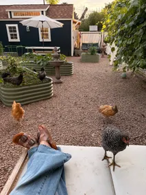 The Hen House - Image 4