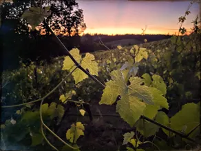 The Roost at Roots Vineyard - Image 2