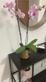 Small and cozy apartment - Image 5