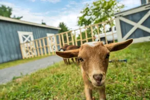 Boutique Farm Stay | 30 Scenic Acres & Baby Goats - Image 4