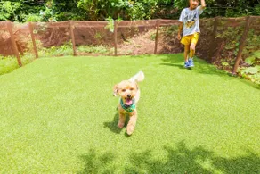 Forest bathing in a large garden / dog run / covered BBQ terrace / 2 hours by car from Tokyo / 25 minutes by car from Atami Station - Image 3