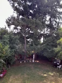 Les grands sapins - Image 5
