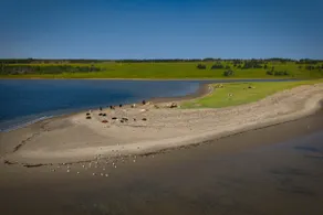 Cow Beach View Suite - Image 2