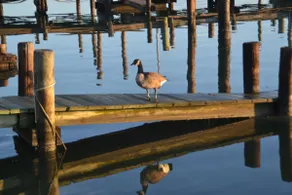 Old World Cottage/Fabulous Sunsets/Polite Pets OK - Image 2