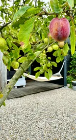 Glamping with large garden behind the dunes. - Image 2