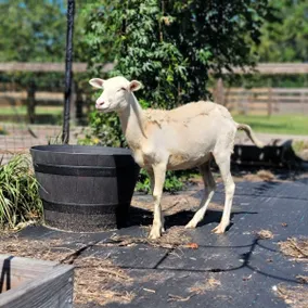 Vintage Charm on Peaceful Mini Farm - Pet Friendly - Image 2