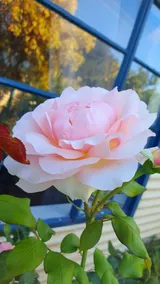 Haven Cottage Kangaroo Island - Image 4