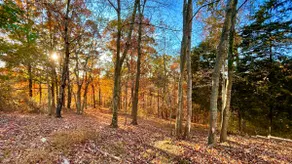 Enjoy nature near Kentucky Lake - Image 3