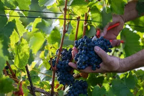 Wellness & Nature Escape- App Vina Gora (2+2) - Image 4