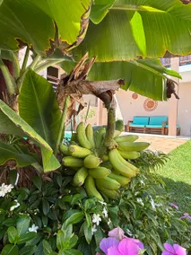 Casa Cactus Milagres / Sao Miguel dos Milagres - Image 2
