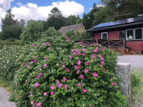 Archipelago cottage in Roslagen - Image 5