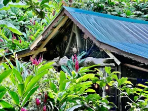 Fairytale Jungle Cottage by the Sea, Bocas - Image 2