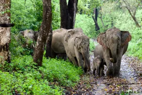 Corbett Rivervalley Homestay - Image 5