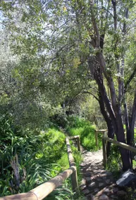 Olive Tree Cabin Charming Hillside - Image 5