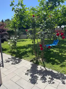The house of the three plane trees - Image 4