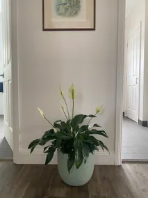Spacious 2 bedroom apartment in Braidwood - Image 4